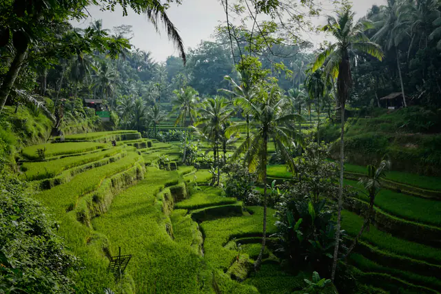 Green rice terraces an hour inland, a favourite day trip